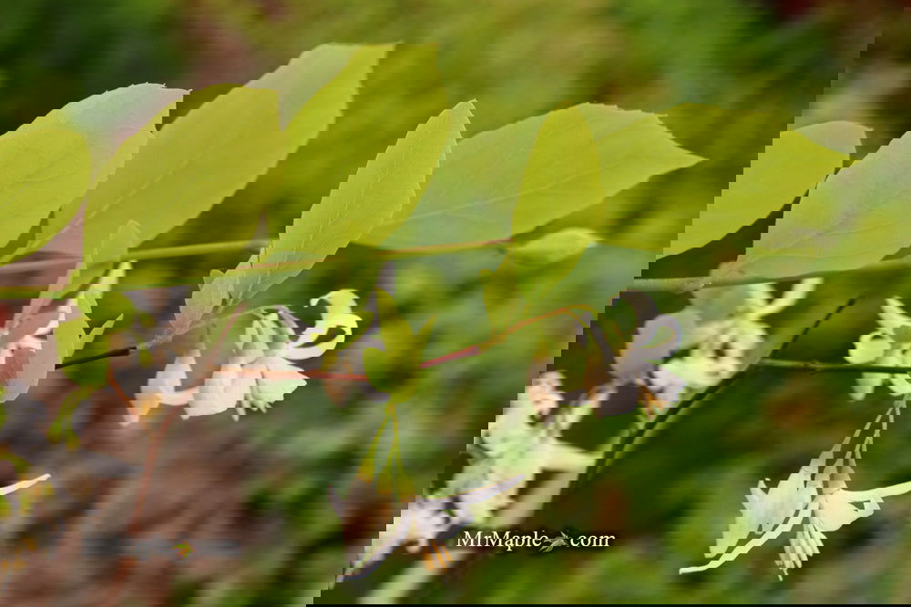 Buy Styrax japonicus wilsonii Flowering Chinese Snowbell — Mr