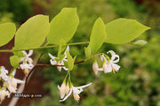 - Styrax wilsonii Flowering Japanese Snowbell - Mr Maple │ Buy Japanese Maple Trees