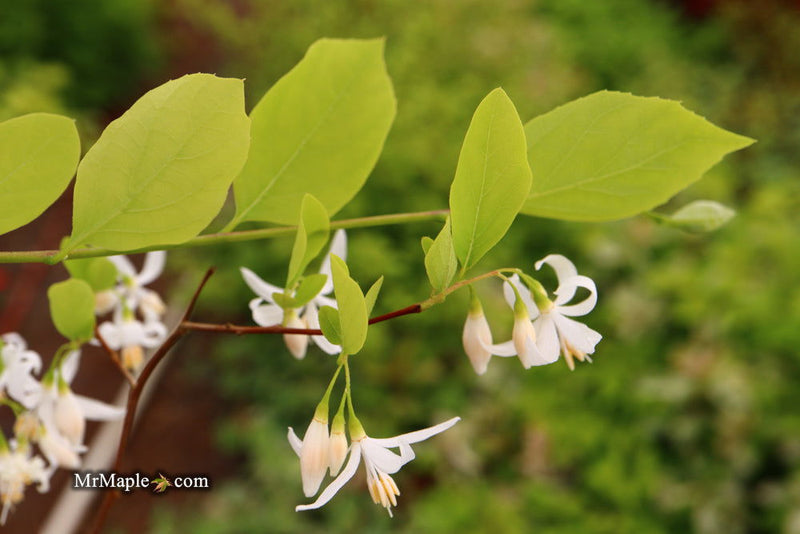 - Styrax wilsonii Flowering Japanese Snowbell - Mr Maple │ Buy Japanese Maple Trees