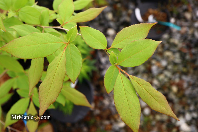 - Styrax wilsonii Flowering Japanese Snowbell - Mr Maple │ Buy Japanese Maple Trees