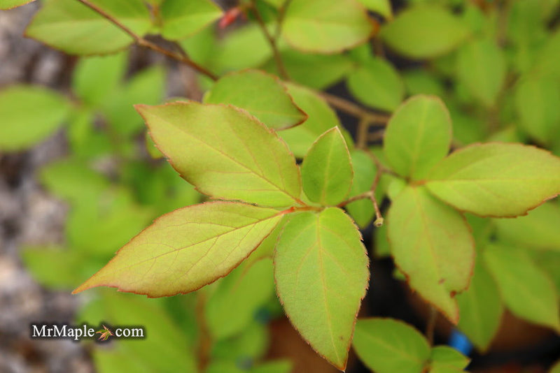 - Styrax wilsonii Flowering Japanese Snowbell - Mr Maple │ Buy Japanese Maple Trees