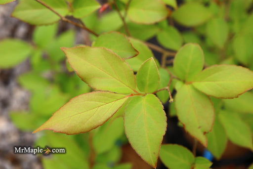 - Styrax wilsonii Flowering Japanese Snowbell - Mr Maple │ Buy Japanese Maple Trees
