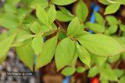- Styrax wilsonii Flowering Japanese Snowbell - Mr Maple │ Buy Japanese Maple Trees