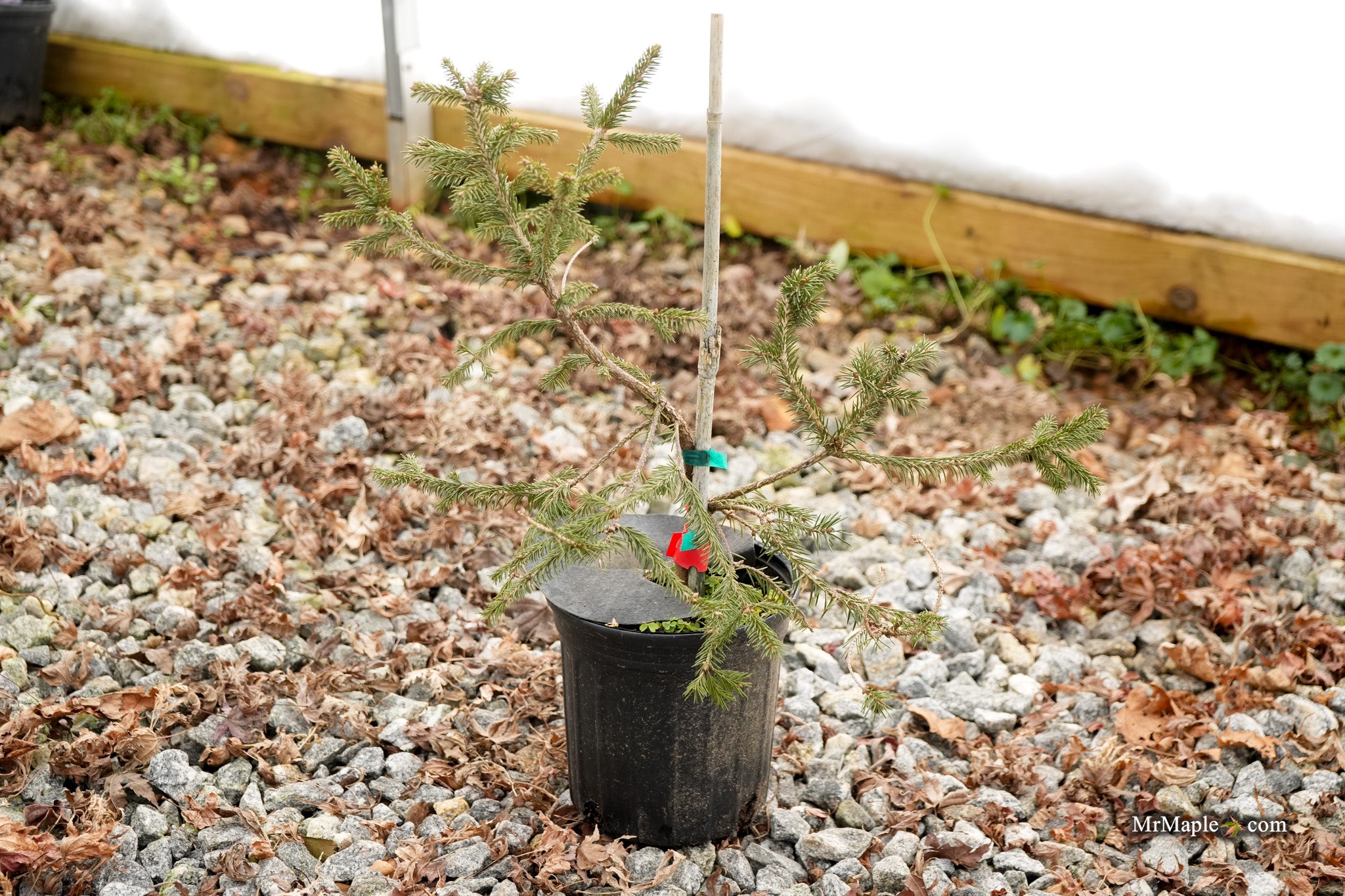 natea☺︎ Picea abies 'Summer Daze' Norway Spruce — Mr Maple │ Buy Japanese