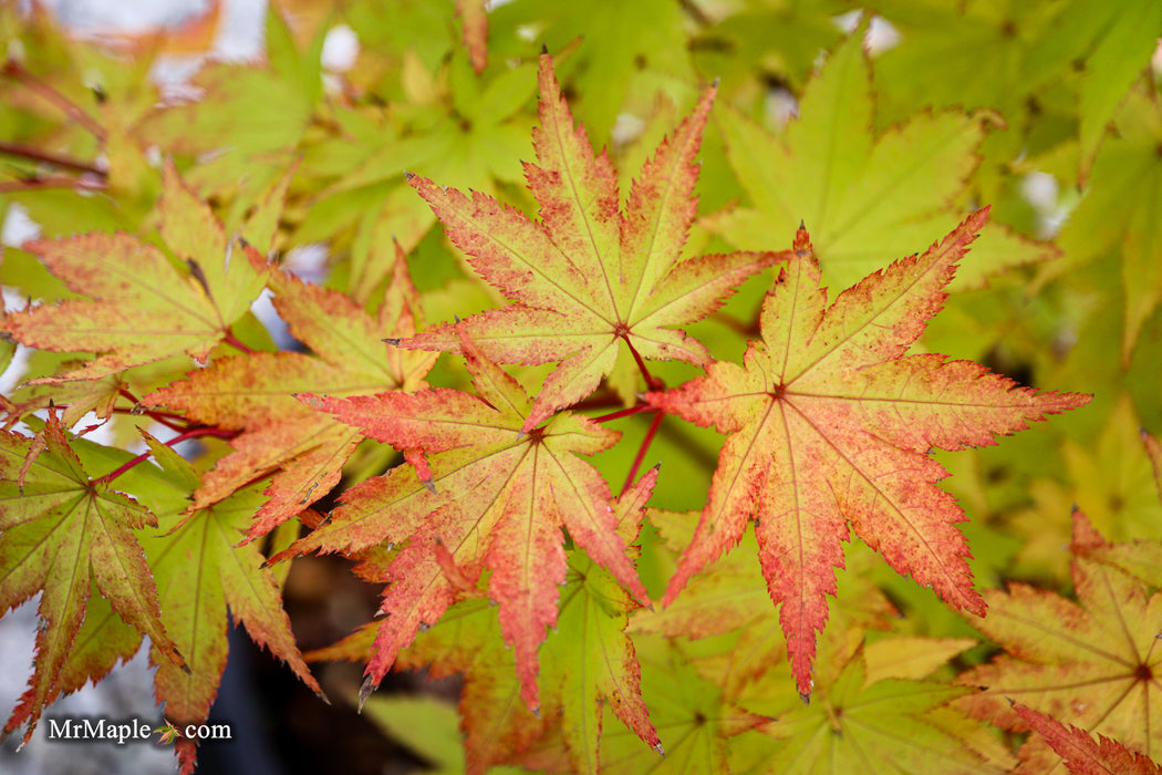 Acer palmatum 'Summer Gold' Japanese Maple