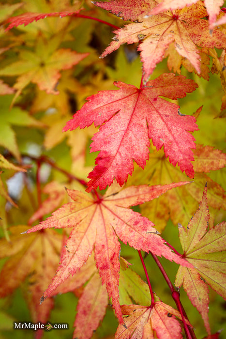 Acer palmatum 'Summer Gold' Japanese Maple