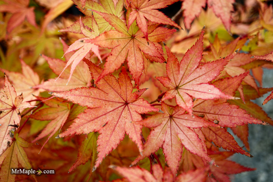 Acer palmatum 'Summer Gold' Japanese Maple