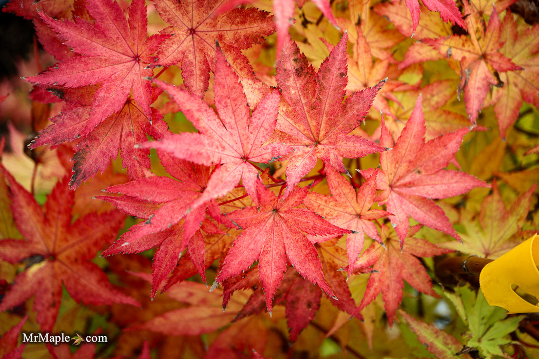 Acer palmatum 'Summer Gold' Japanese Maple