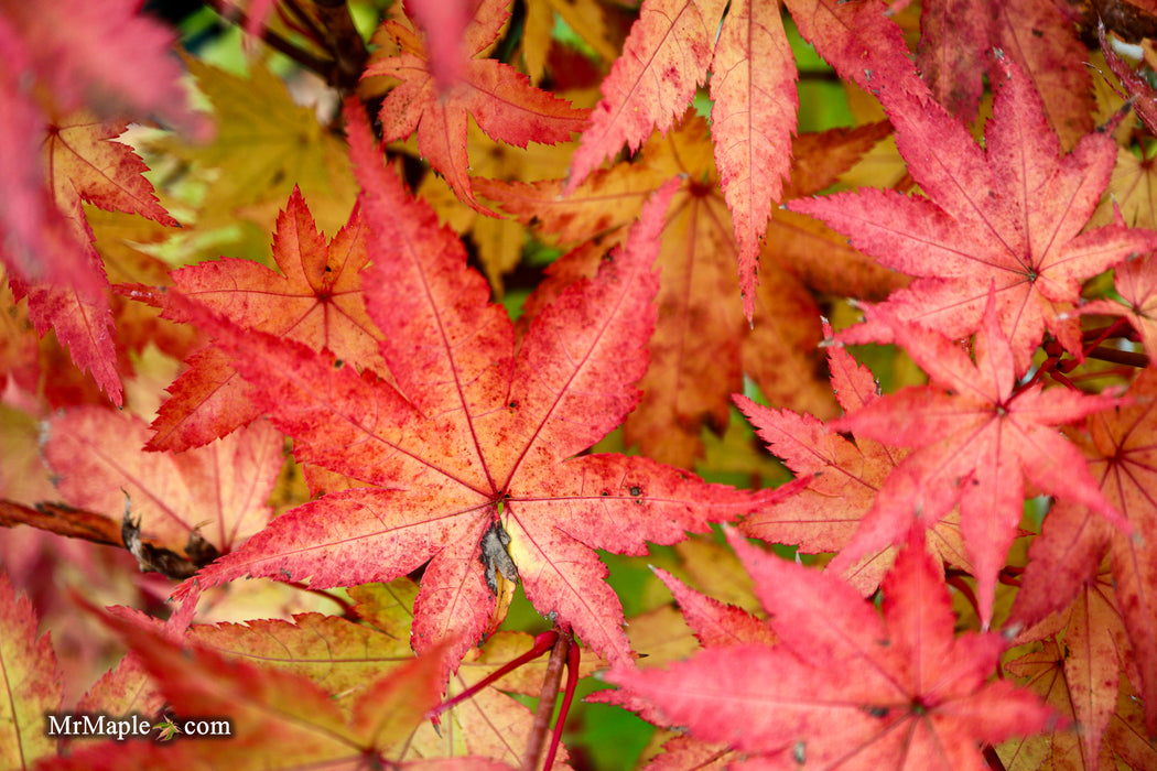 Acer palmatum 'Summer Gold' Japanese Maple