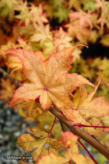 Acer palmatum 'Summer Gold' Japanese Maple