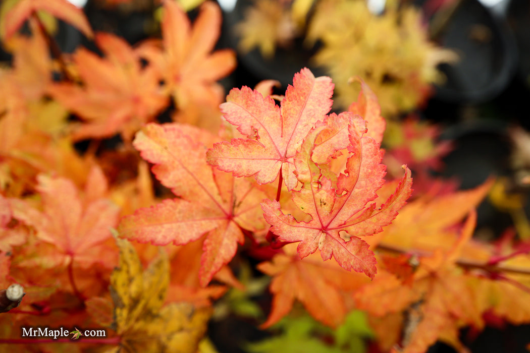 Acer palmatum 'Summer Gold' Japanese Maple