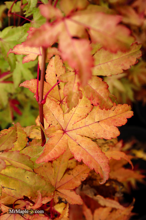 Acer palmatum 'Summer Gold' Japanese Maple