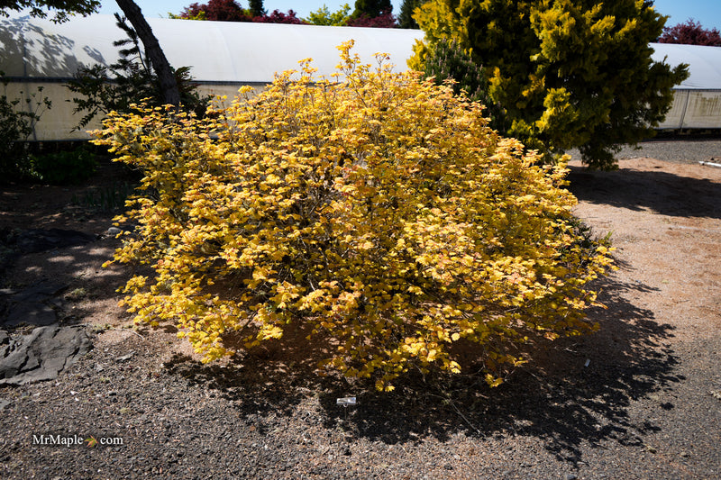 Acer circinatum 'Sunglow' Japanese Maple