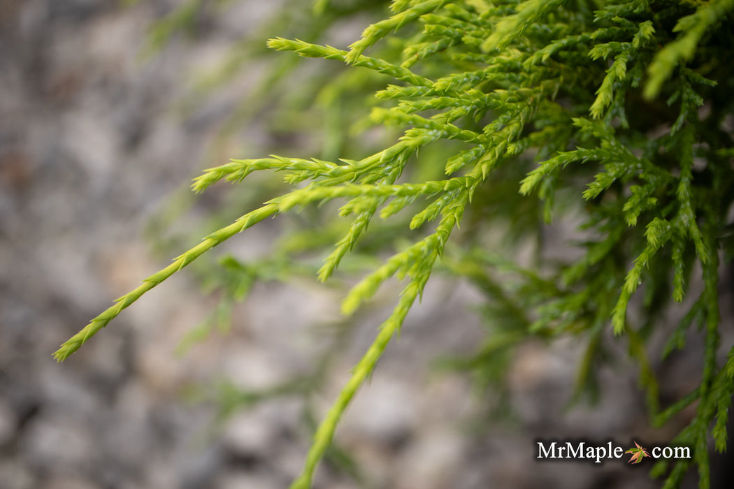 Chamaecyparis pisifera 'Sungold' False Cypress