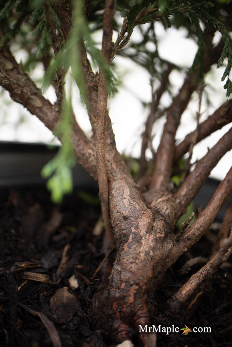 Chamaecyparis pisifera 'Sungold' False Cypress