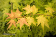 - Acer shirasawanum 'Sunny' Golden Full Moon Japanese Maple - Mr Maple │ Buy Japanese Maple Trees