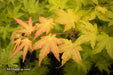 - Acer shirasawanum 'Sunny' Golden Full Moon Japanese Maple - Mr Maple │ Buy Japanese Maple Trees