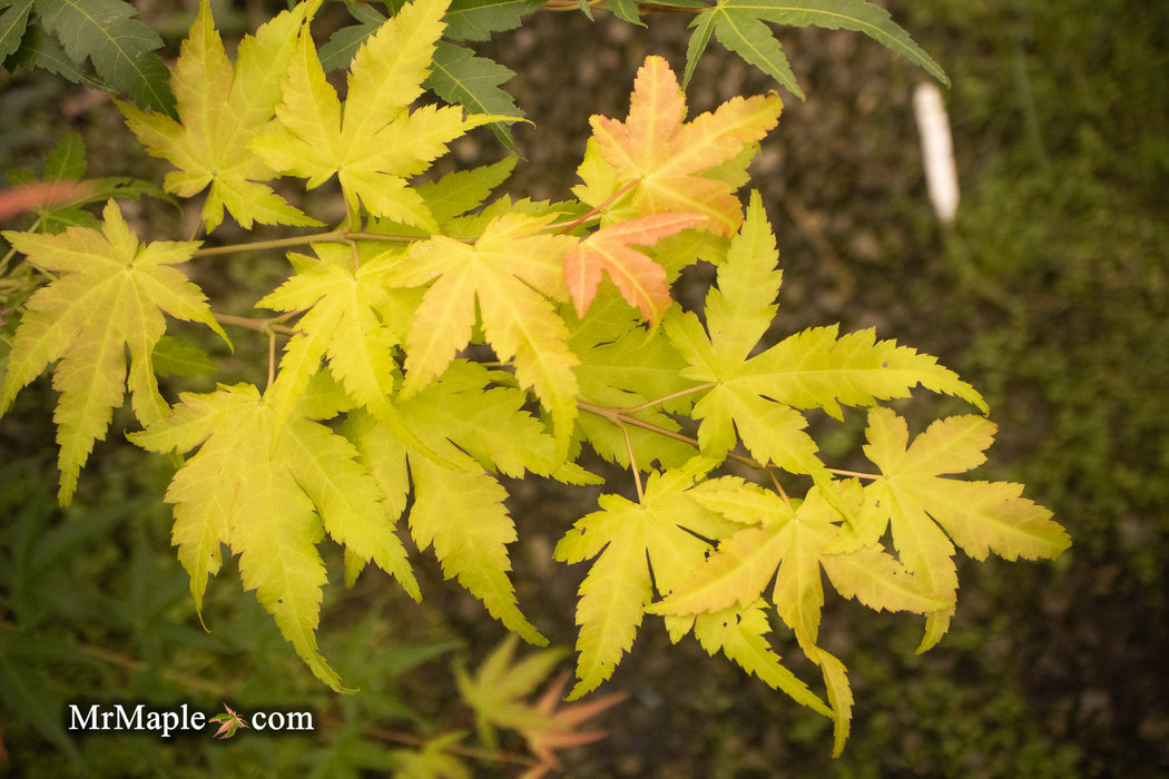 - Acer shirasawanum 'Sunny' Golden Full Moon Japanese Maple - Mr Maple │ Buy Japanese Maple Trees