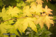 - Acer shirasawanum 'Sunny' Golden Full Moon Japanese Maple - Mr Maple │ Buy Japanese Maple Trees