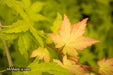 - Acer shirasawanum 'Sunny' Golden Full Moon Japanese Maple - Mr Maple │ Buy Japanese Maple Trees