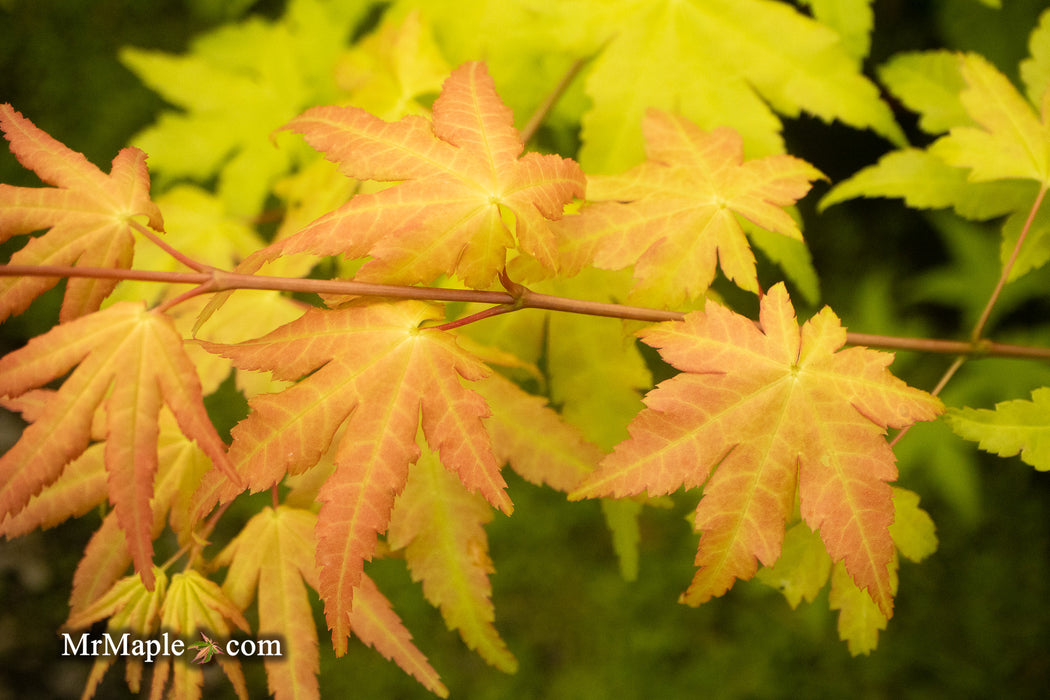 - Acer shirasawanum 'Sunny' Golden Full Moon Japanese Maple - Mr Maple │ Buy Japanese Maple Trees