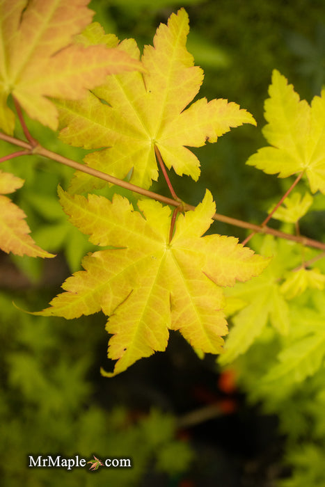 - Acer shirasawanum 'Sunny' Golden Full Moon Japanese Maple - Mr Maple │ Buy Japanese Maple Trees