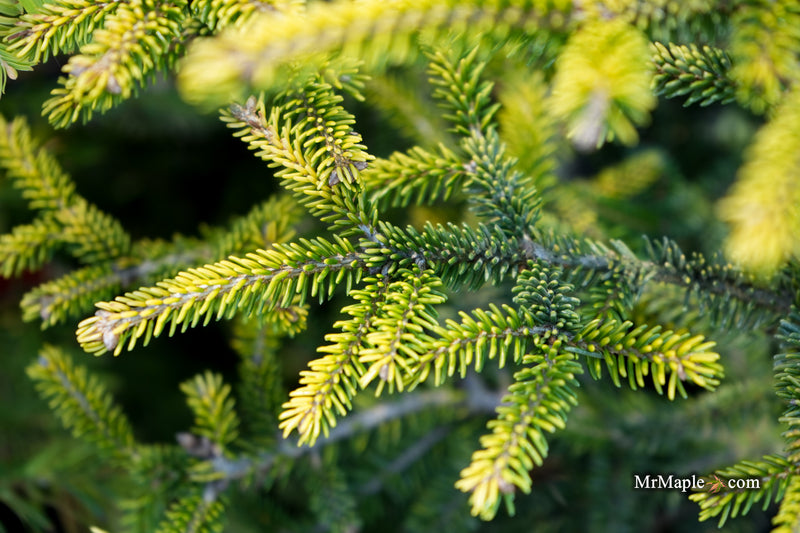 Picea orientalis 'Sunrise' Oriental Spruce