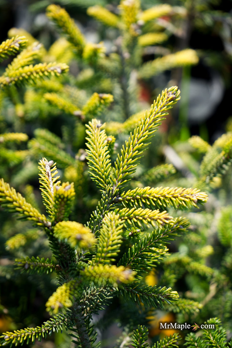 Picea orientalis 'Sunrise' Oriental Spruce
