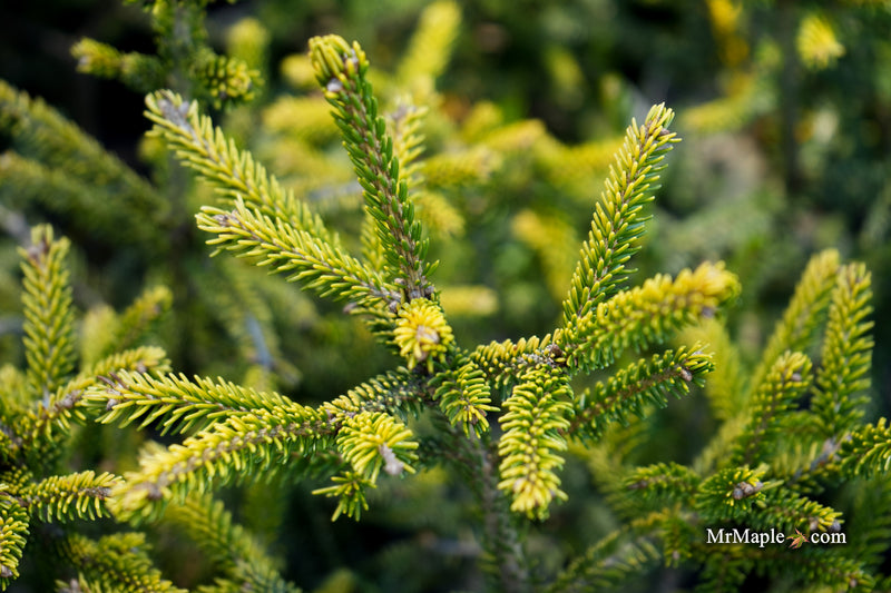 Picea orientalis 'Sunrise' Oriental Spruce