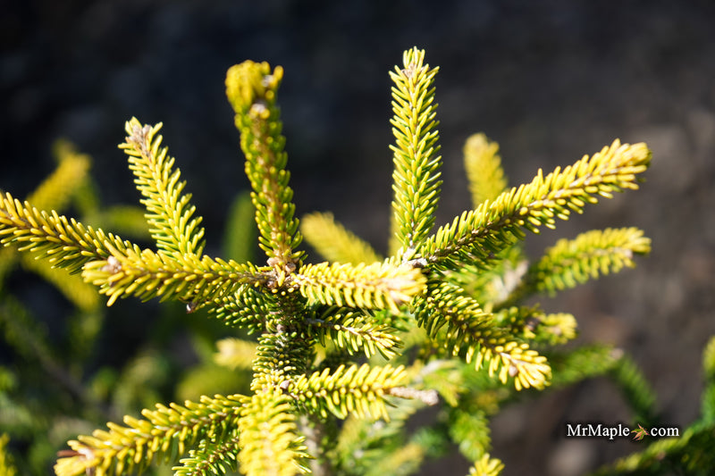 Picea orientalis 'Sunrise' Oriental Spruce