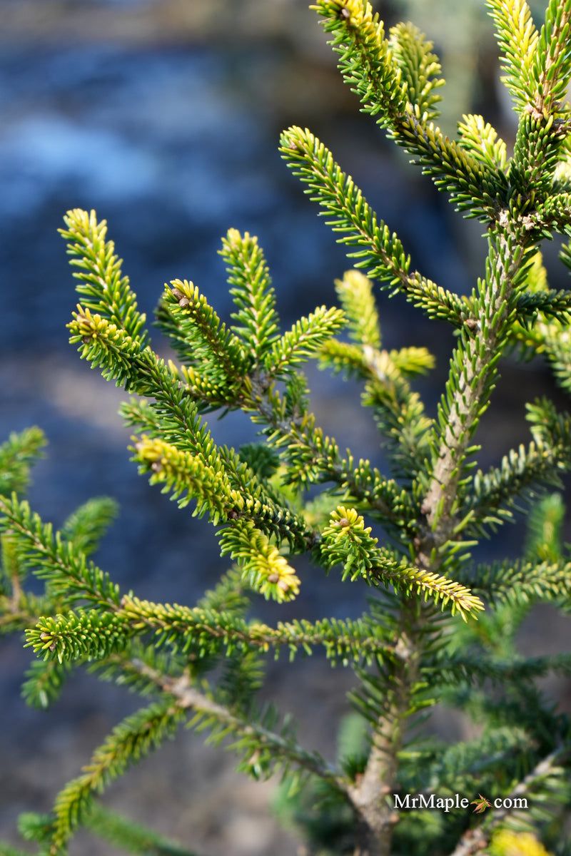 Picea orientalis 'Sunrise' Oriental Spruce