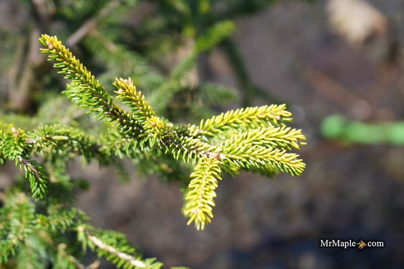 Picea orientalis 'Sunrise' Oriental Spruce