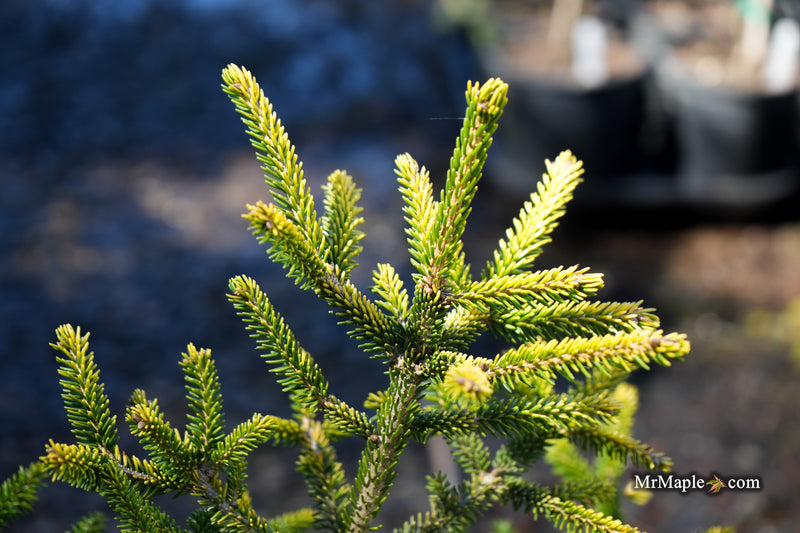 Picea orientalis 'Sunrise' Oriental Spruce