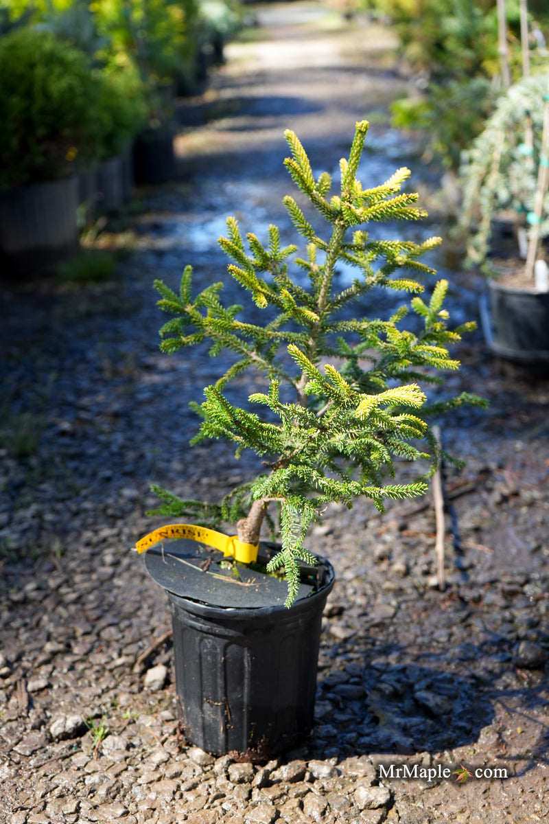 Picea orientalis 'Sunrise' Oriental Spruce