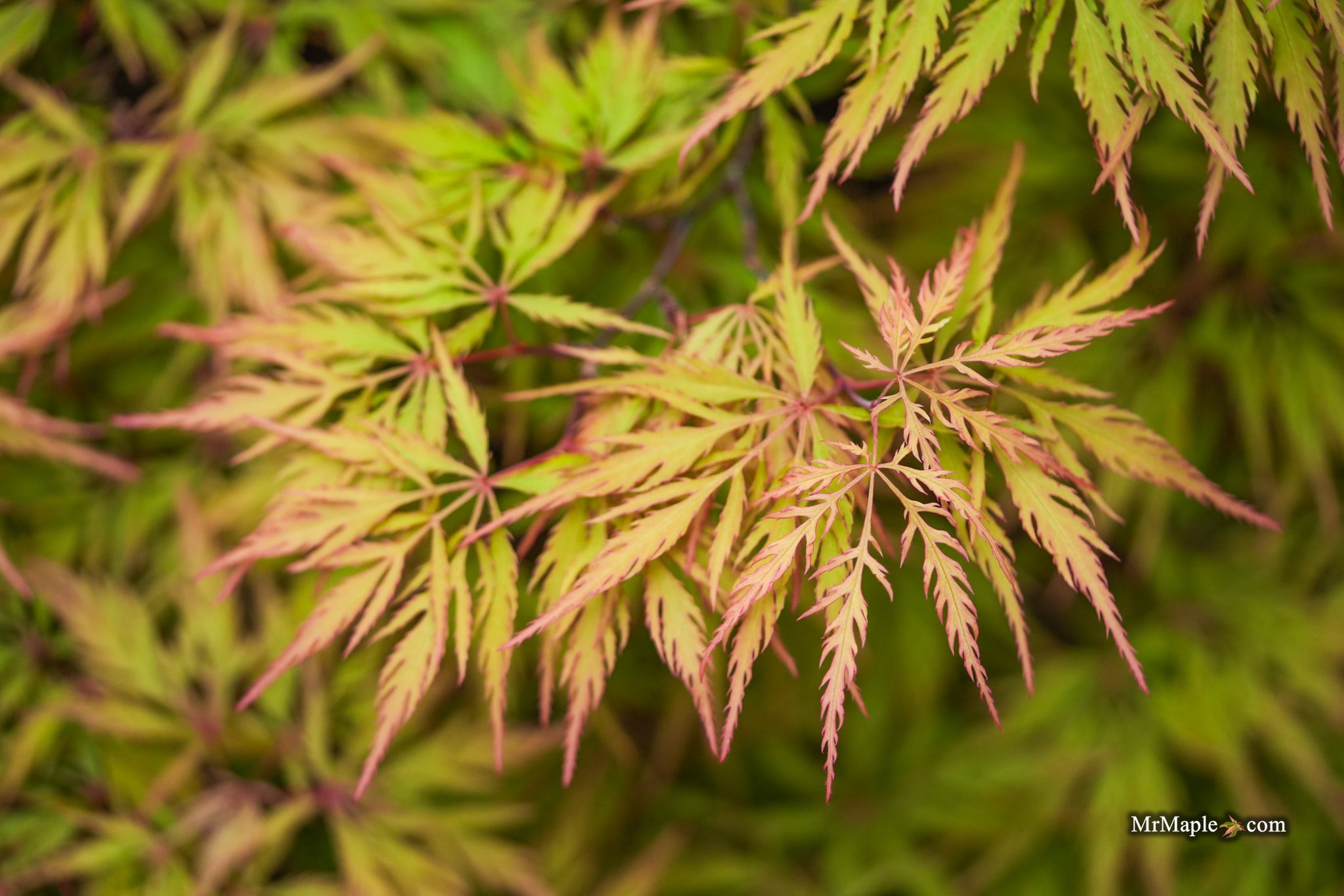 オオノマユミ　サンセットハーバー Buy Acer palmatum dissectum 'Sunset' Japanese Maple — Mr Maple