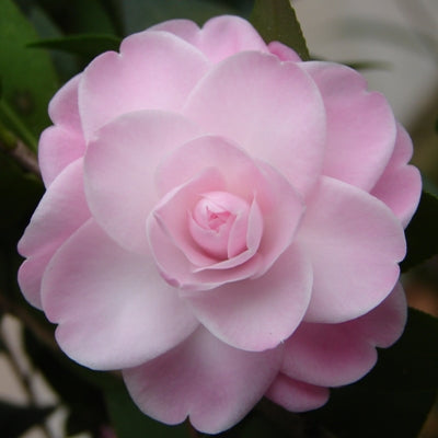 Camellia japonica 'Sweet Jane' Pink Flowering Camellia