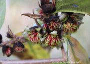 - Sycoparrotia semidecidua 'Variegata' Variegated Sycoparrotia - Mr Maple │ Buy Japanese Maple Trees