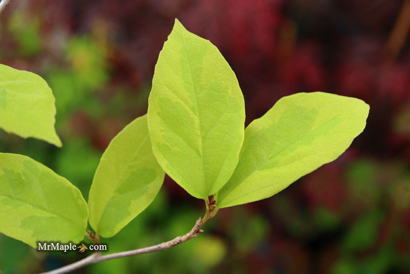 - Sycoparrotia semidecidua 'Variegata' Variegated Sycoparrotia - Mr Maple │ Buy Japanese Maple Trees