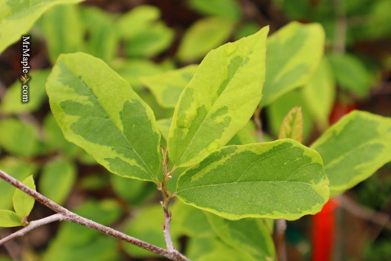- Sycoparrotia semidecidua 'Variegata' Variegated Sycoparrotia - Mr Maple │ Buy Japanese Maple Trees