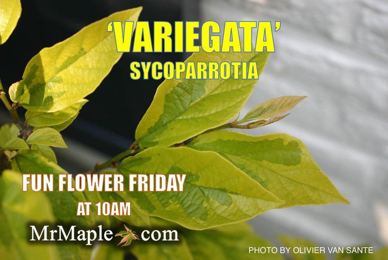 - Sycoparrotia semidecidua 'Variegata' Variegated Sycoparrotia - Mr Maple │ Buy Japanese Maple Trees