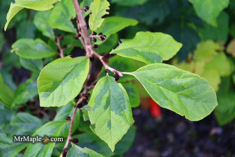- Sycoparrotia semidecidua 'Variegata' Variegated Sycoparrotia - Mr Maple │ Buy Japanese Maple Trees