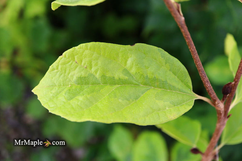 - Sycoparrotia semidecidua 'Variegata' Variegated Sycoparrotia - Mr Maple │ Buy Japanese Maple Trees