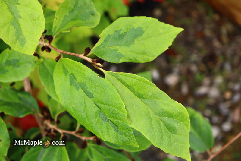 - Sycoparrotia semidecidua 'Variegata' Variegated Sycoparrotia - Mr Maple │ Buy Japanese Maple Trees
