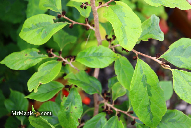 - Sycoparrotia semidecidua 'Variegata' Variegated Sycoparrotia - Mr Maple │ Buy Japanese Maple Trees