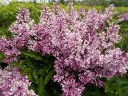 - Syringa patula ‘Miss Kim' Lilac Tree - Mr Maple │ Buy Japanese Maple Trees