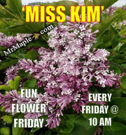 - Syringa patula ‘Miss Kim' Lilac Tree - Mr Maple │ Buy Japanese Maple Trees