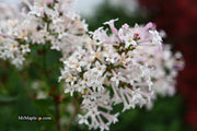 - Syringa patula ‘Miss Kim' Lilac Tree - Mr Maple │ Buy Japanese Maple Trees