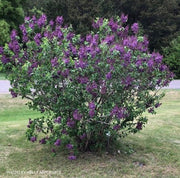 - Syringa vulgaris ‘Albert F. Holden' Bicolor Lilac Tree - Mr Maple │ Buy Japanese Maple Trees
