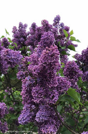 - Syringa vulgaris ‘Albert F. Holden' Bicolor Lilac Tree - Mr Maple │ Buy Japanese Maple Trees