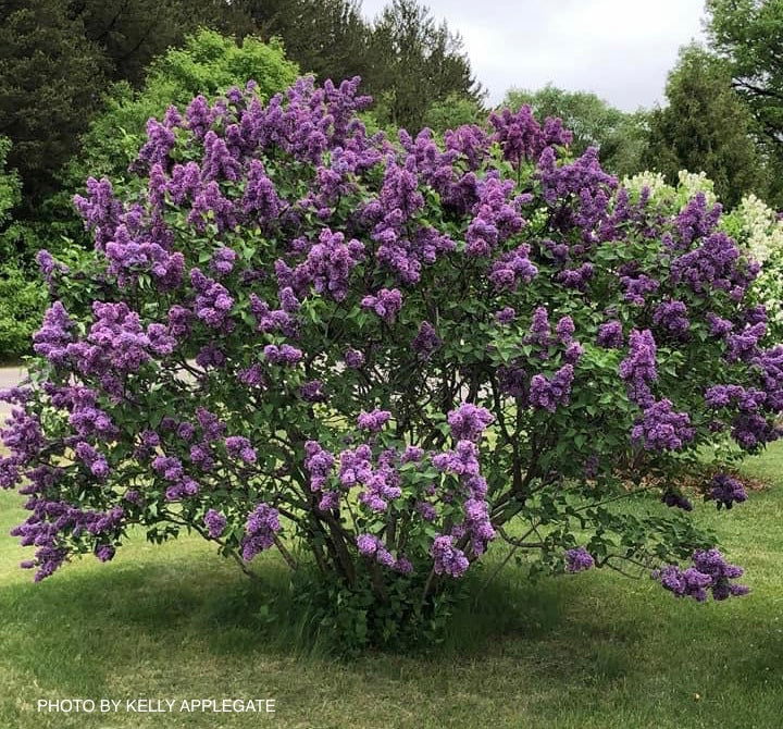 - Syringa vulgaris ‘Albert F. Holden' Bicolor Lilac Tree - Mr Maple │ Buy Japanese Maple Trees